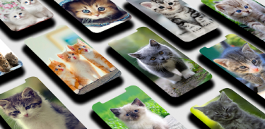 Kitten Wallpaper screenshot 0