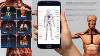 Human Anatomy And Physiology screenshot 2