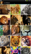 Lion Wallpapers screenshot 0
