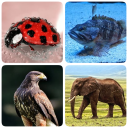 Animals -Quiz about Mammals!