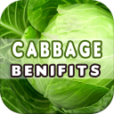 Cabbage Benefits