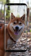 Shiba Inu Wallpaper screenshot 7