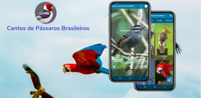 Brazilian's birds sounds