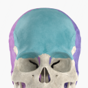 Anatomyka Skeleton Icon