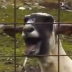 Screaming Sheep