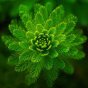 nature Wallpaper Icon