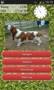 Dog Breeds Quiz screenshot 2