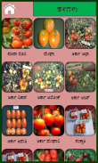 Tomato Kannada screenshot 1