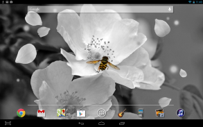 Black White Flower LWP screenshot 2