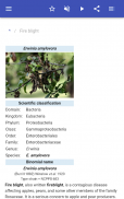 Les maladies des plantes screenshot 0