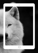 Wolf Wallpaper screenshot 8