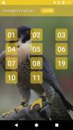 Peregrine Falcon (Animal) sounds screenshot 0