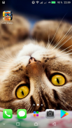 Kawaii Cats Wallpapers - Cute Backgrounds screenshot 2