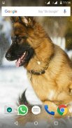 German Shepherd Dog Wallpapers screenshot 0