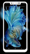 Betta Fish Wallpapers screenshot 0