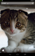 Scottish Fold Cat LWP screenshot 2