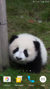 Panda wallpaper hidup screenshot 5
