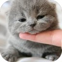 Cute Cat Wallpaper HD Icon