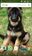 German Shepherd Dog Wallpapers screenshot 2