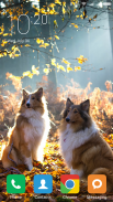 Collie Wallpapers screenshot 3