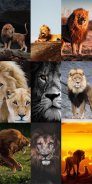 Lion Wallpapers HD screenshot 2