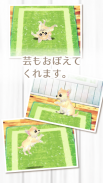 癒しの子犬育成ゲーム〜チワワ編〜 screenshot 12