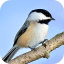 Chickadee Sounds Icon