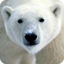 Polar Bear Live Wallpaper HD Icon