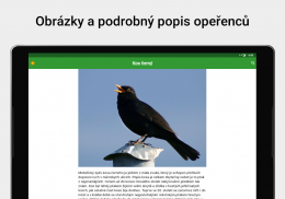 Hlasy ptáků screenshot 3