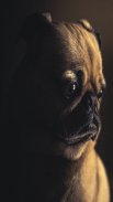Pug Dog Wallpapers screenshot 3