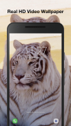 Tiger Live Wallpaper screenshot 1