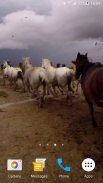 Cavalli selvaggi 4K screenshot 6