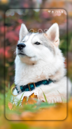 Husky dog Wallpaper HD Themes screenshot 5