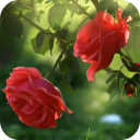 Red Rose Flower Live Wallpaper