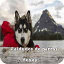 Cuidados de perros Husky Icon