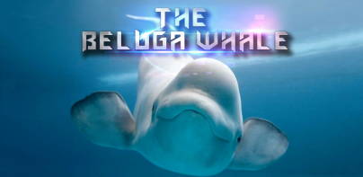 The Beluga Whale