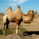 Camels Jigsaw Puzzles Icon