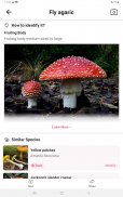 Picture Mushroom - Mushroom ID screenshot 5
