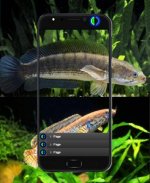 Freshwater Pond Artificial Fish Feed screenshot 1