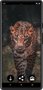 Leopard Wallpapers screenshot 0