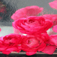 Rainy Pink Roses LWP