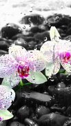 Summer Rain, Flowers, HD LWP screenshot 4