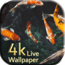 Carp Koi fish live wallpaper 4K resolution free