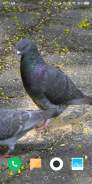 Pigeon Wallpaper screenshot 5