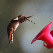 Vyomy 3D Hologram Hummingbird2 screenshot 2