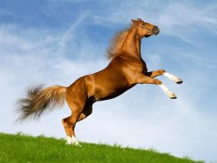Horse Wallpapers screenshot 0