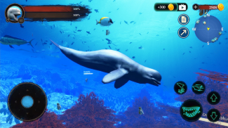 The Beluga Whale screenshot 9