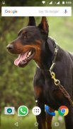 Doberman Dog Wallpaper HD screenshot 3