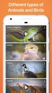 Animal Sounds Ringtones screenshot 2