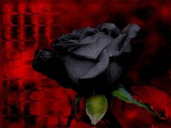 Black Rose Wallpaper 2017 screenshot 6